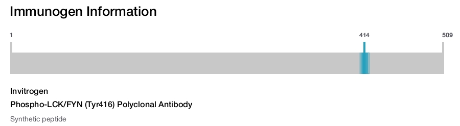 Phospho-LCK/FYN (Tyr416) Polyclonal Antibody