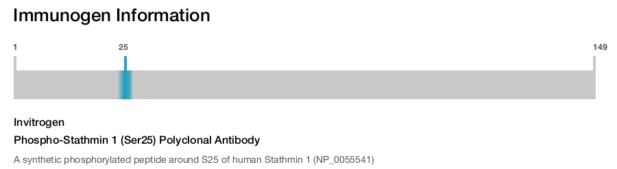 Phospho-Stathmin 1 (Ser25) Polyclonal Antibody