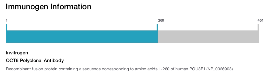 OCT6 Polyclonal Antibody