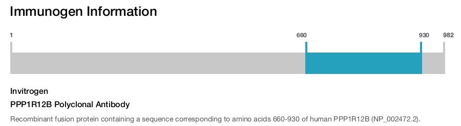 PPP1R12B Polyclonal Antibody