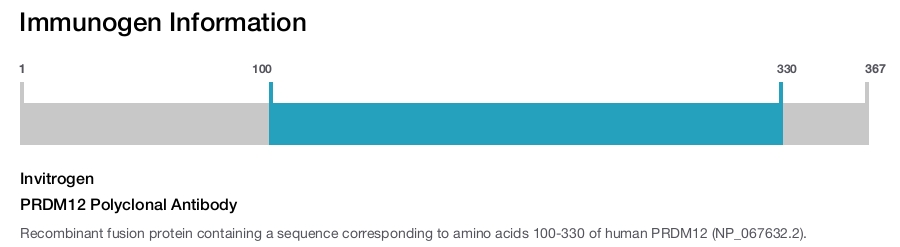 PRDM12 Polyclonal Antibody