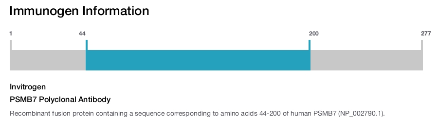 PSMB7 Polyclonal Antibody