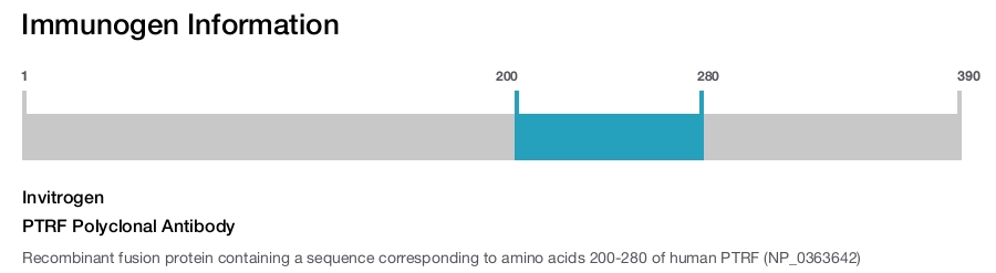 PTRF Polyclonal Antibody