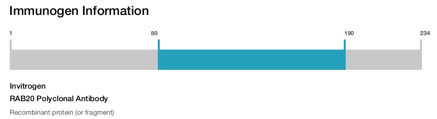 RAB20 Polyclonal Antibody