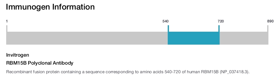 RBM15B Polyclonal Antibody
