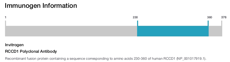 RCCD1 Polyclonal Antibody