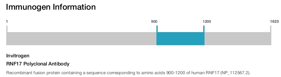 RNF17 Polyclonal Antibody
