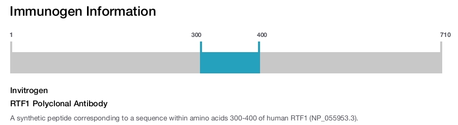 RTF1 Polyclonal Antibody