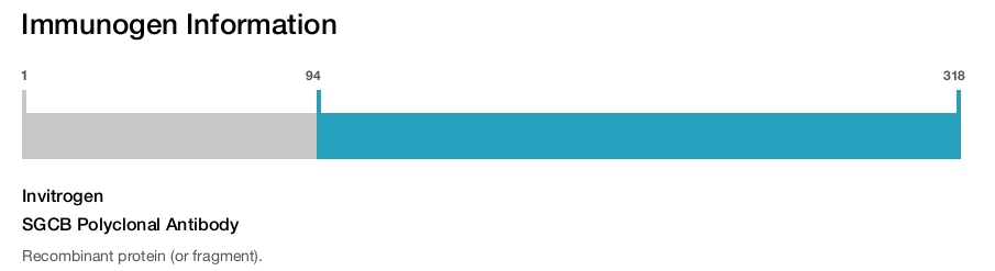 SGCB Polyclonal Antibody