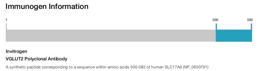 VGLUT2 Polyclonal Antibody