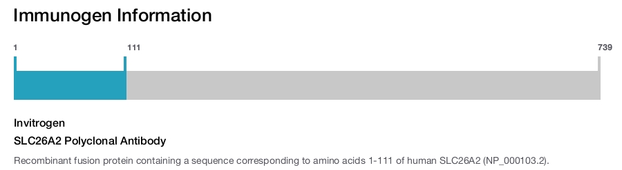 SLC26A2 Polyclonal Antibody