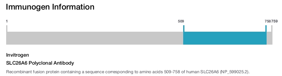 SLC26A6 Polyclonal Antibody