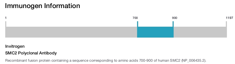 SMC2 Polyclonal Antibody