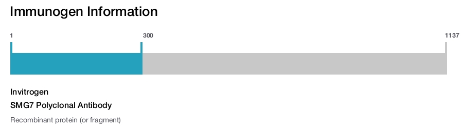 SMG7 Polyclonal Antibody