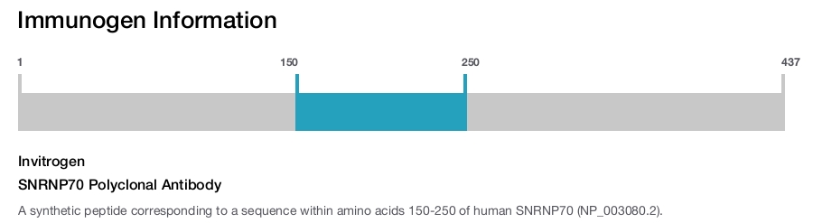 SNRNP70 Polyclonal Antibody