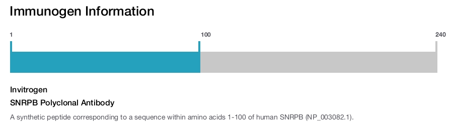 SNRPB Polyclonal Antibody
