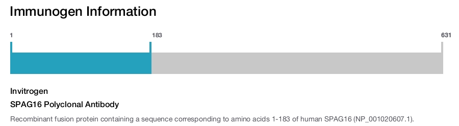 SPAG16 Polyclonal Antibody