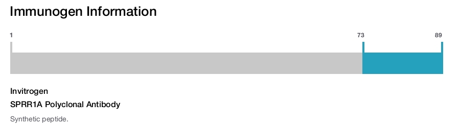 SPRR1A Polyclonal Antibody