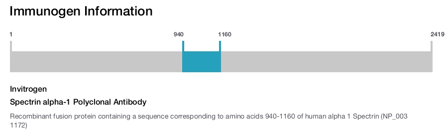 Spectrin alpha-1 Polyclonal Antibody