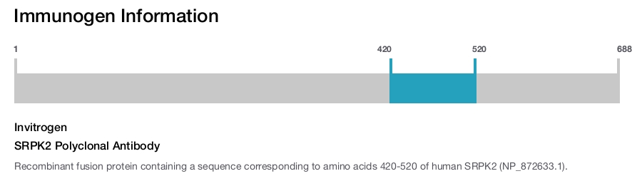 SRPK2 Polyclonal Antibody