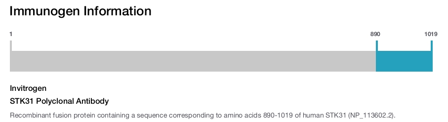 STK31 Polyclonal Antibody