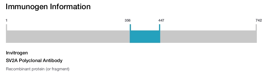 SV2A Polyclonal Antibody