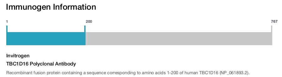 TBC1D16 Polyclonal Antibody