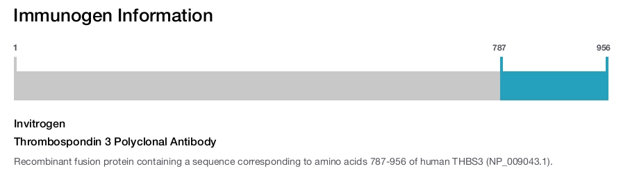 Thrombospondin 3 Polyclonal Antibody