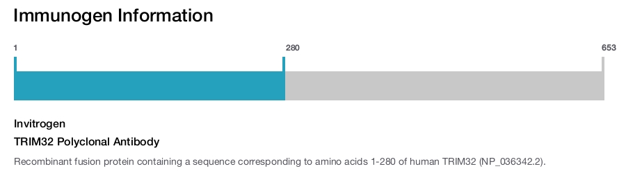 TRIM32 Polyclonal Antibody