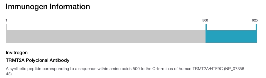 TRMT2A Polyclonal Antibody