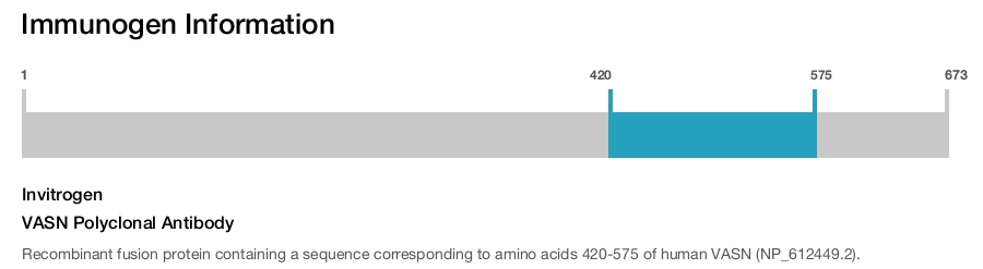 VASN Polyclonal Antibody
