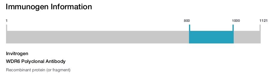 WDR6 Polyclonal Antibody