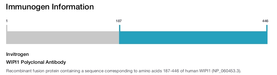 WIPI1 Polyclonal Antibody