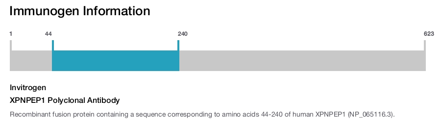 XPNPEP1 Polyclonal Antibody