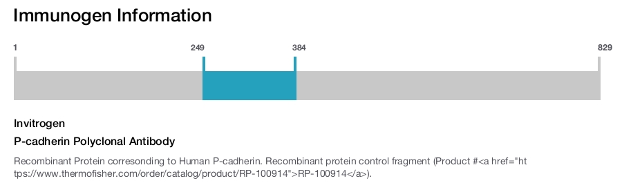P-cadherin Polyclonal Antibody