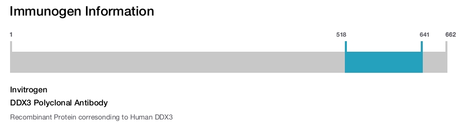 DDX3 Polyclonal Antibody