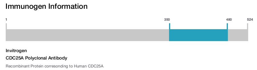 CDC25A Polyclonal Antibody