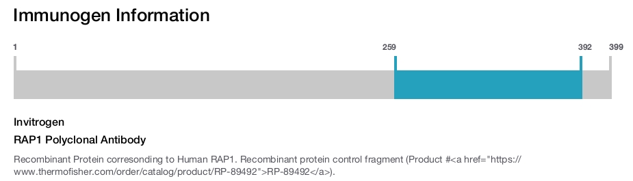RAP1 Polyclonal Antibody