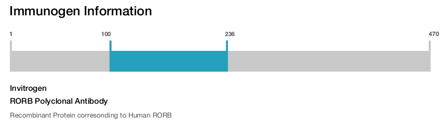 RORB Polyclonal Antibody