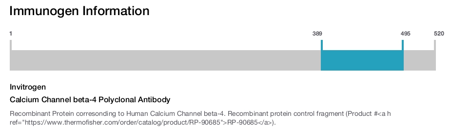 Calcium Channel beta-4 Polyclonal Antibody