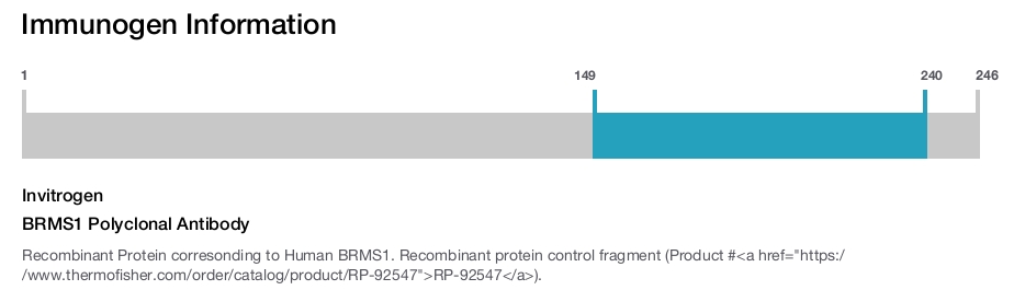 BRMS1 Polyclonal Antibody
