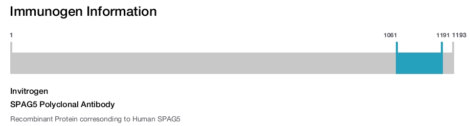 SPAG5 Polyclonal Antibody