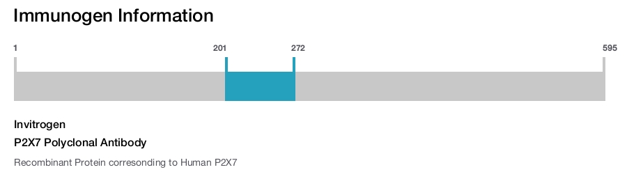 P2X7 Polyclonal Antibody
