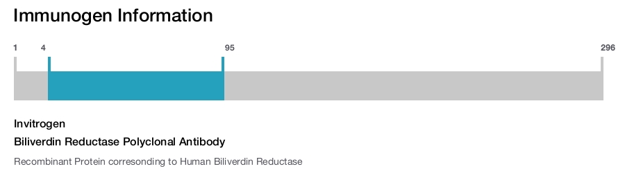 Biliverdin Reductase Polyclonal Antibody