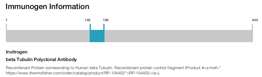 beta Tubulin Polyclonal Antibody