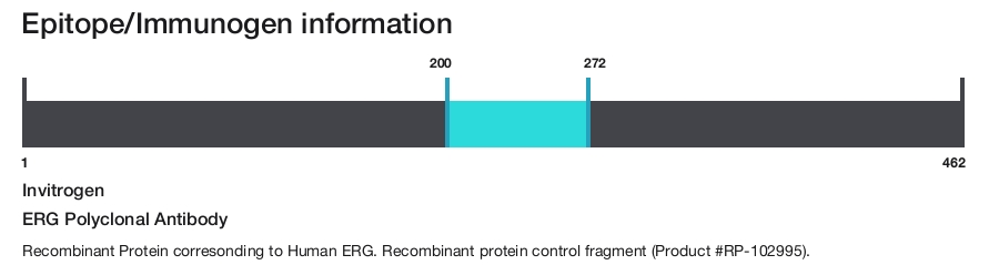 ERG Polyclonal Antibody