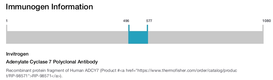 Adenylate Cyclase 7 Polyclonal Antibody