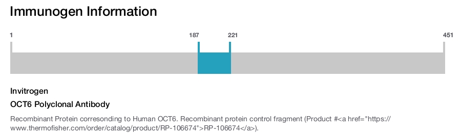 OCT6 Polyclonal Antibody