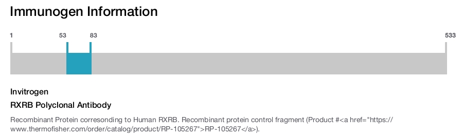 RXRB Polyclonal Antibody