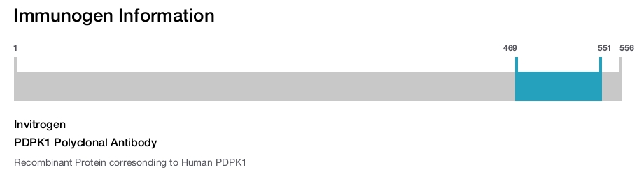 PDPK1 Polyclonal Antibody